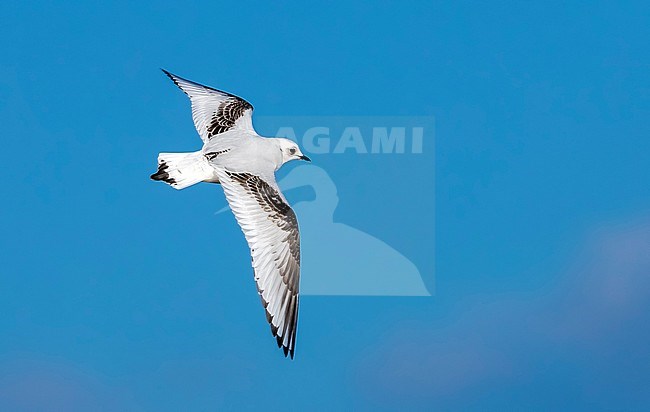 1st winter Ross's Gull flying over the deck in Vlissingen, Zeeland, The Netherlands. February 5, 2018. stock-image by Agami/Vincent Legrand,