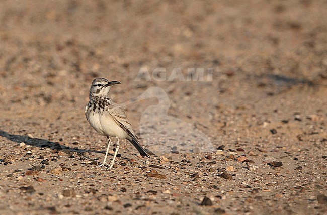 Greater Hoopoe-Lark (Alaemon alaudipes) standing on the arid ground near Bab al Shams in the United Arab Emirates. stock-image by Agami/Helge Sorensen,