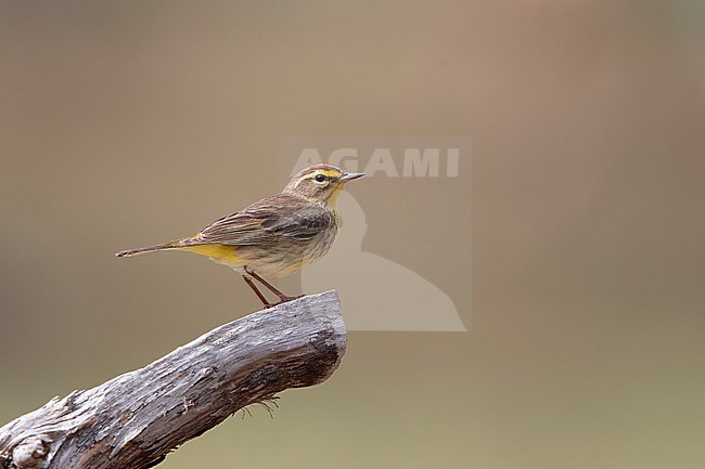 Palm Warbler (Setophaga palmarum) perched on a branch during spring migration at Dry Tortugas, Florida, USA stock-image by Agami/Helge Sorensen,