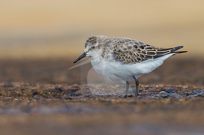 Kleine Strandloper in winterkleed; Little Stint in winterplumage stock-image by Agami/Daniele Occhiato,