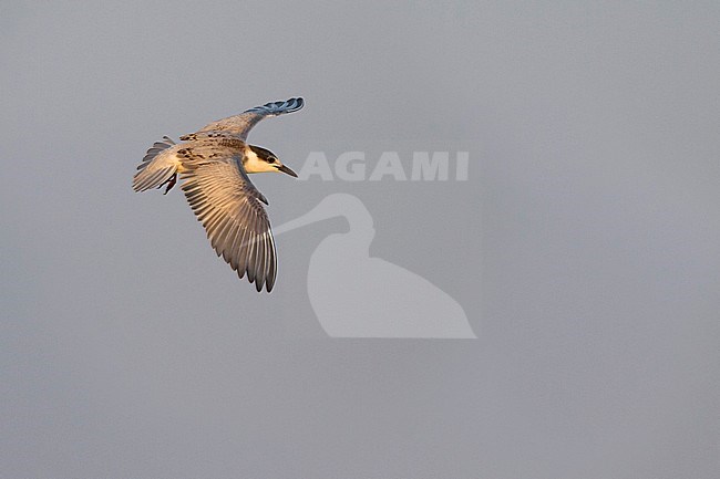 Whiskered Tern - Weissbart-Seeschwalbe - Chlidonias hybrida hybrida, Oman, 1st Winter plumage stock-image by Agami/Ralph Martin,