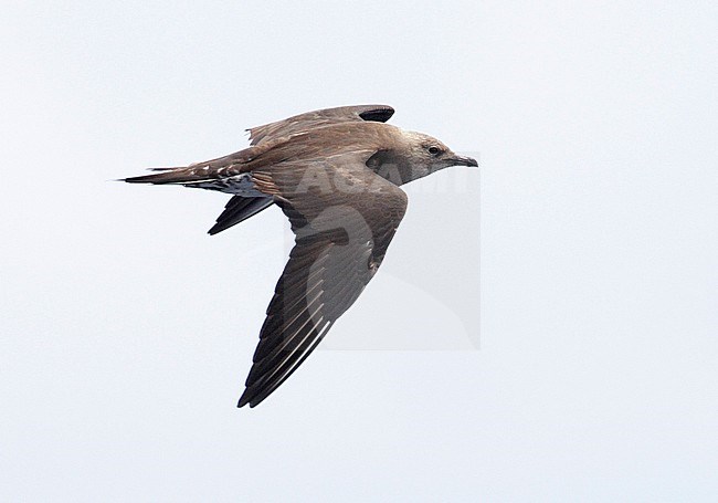 Onvolwassen Kleinste Jager in vlucht, Immature Long-tailed Jaeger in flight stock-image by Agami/Mike Danzenbaker,