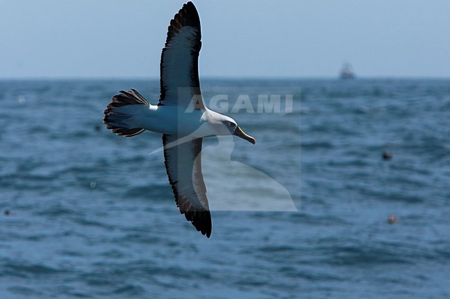 Vliegende Atlantische Geelsnavelalbatros, Atlantic Yellow-nosed Albatross in flight stock-image by Agami/Wil Leurs,