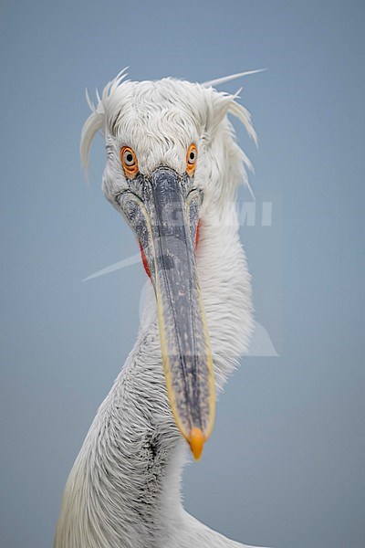 Close up of Dalmatian Pelican (Pelecanus crispus) in breeding plumage on lake Kerkini in Greece. stock-image by Agami/Marcel Burkhardt,