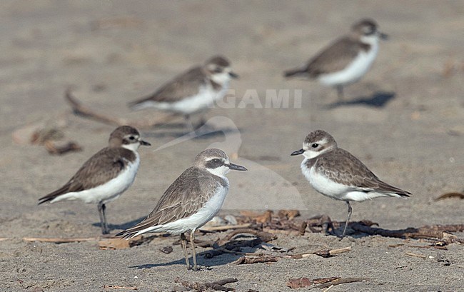 Side view of an adult Greater Sand Plover (Charadrius leschenaultii) in winter plumage. On the beach with Lesser Sand Plovers (Charadrius mongolus). Oman stock-image by Agami/Markku Rantala,