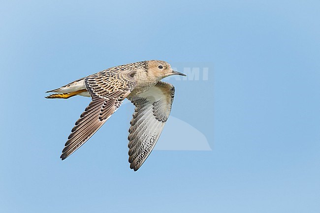 Adult breeding
Galveston Co., TX
May 2023 stock-image by Agami/Brian E Small,