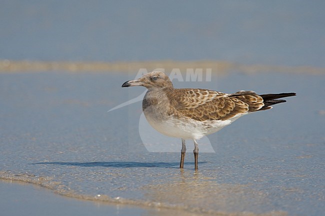 Juveniele Hemprichs Meeuw op het strand; Juvenile Sooty Gull on the beach stock-image by Agami/Daniele Occhiato,