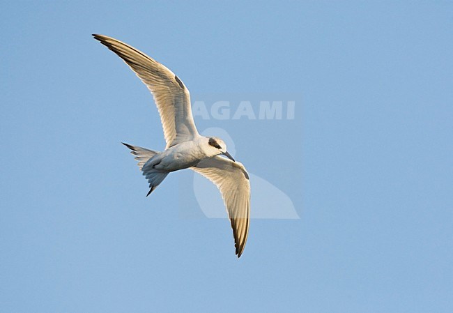 Forsters Stern, Forsters Tern stock-image by Agami/Marc Guyt,