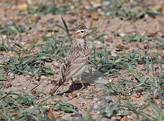 Greater Short-toed Lark, Calandrella brachydactyla longipennis stock-image by Agami/Andy & Gill Swash ,