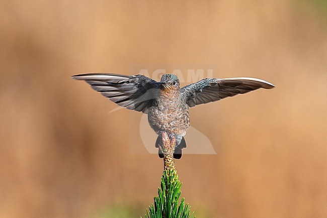 A Giant Hummingbird (Patagona gigas) is finding its balance on top of a pine tree just outside of Lima, Peru. This is the biggest hummingbird with a wingspan of 21cm and a lenght of 23cm. stock-image by Agami/Jacob Garvelink,