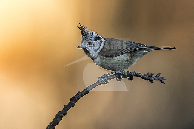 Kuifmees; Crested Tit stock-image by Agami/Daniele Occhiato,
