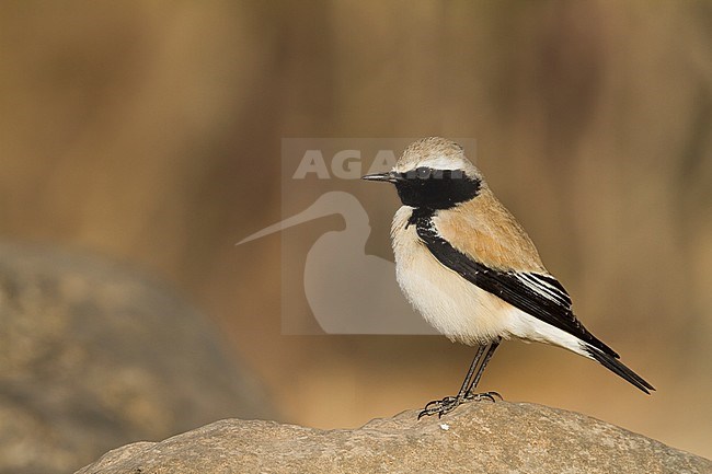 Desert Wheatear - Wüstensteinschmätzer - Oenanthe deserti, Oman, adult male stock-image by Agami/Ralph Martin,