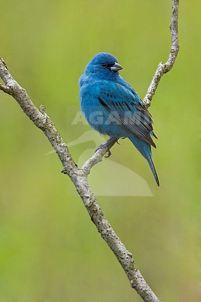 Adult spring male Indigo Bunting (Passerina cyanea) in summer plumage perched a branch in Long Pont, Ontario, Canada. stock-image by Agami/Glenn Bartley,