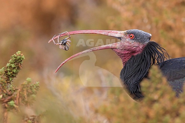 Heremietibis, Northern Bald Ibis, Geronticus eremita stock-image by Agami/Dubi Shapiro,