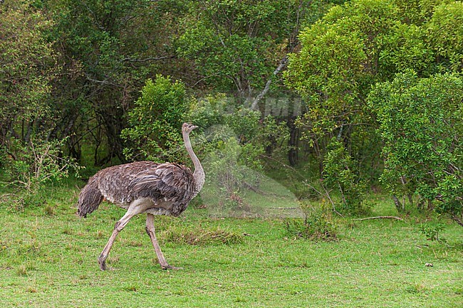 Portrait of a female ostrich, Struthio camelus, walking. Masai Mara National Reserve, Kenya. stock-image by Agami/Sergio Pitamitz,