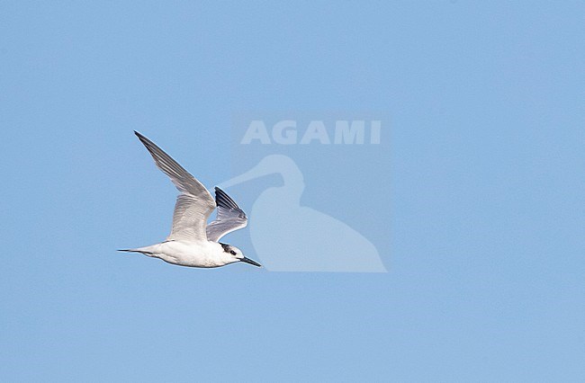 Second calendar year Sandwich Tern (Thalasseus sandvicensis) on the North Sea beach of Katwijk, Netherlands. In flight over the sea. stock-image by Agami/Marc Guyt,