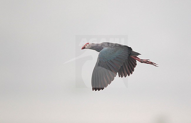 Grey-headed Swamphen (Porphyrio poliocephalus) in flight over water at Chiang Saen Lake, Thailand stock-image by Agami/Helge Sorensen,