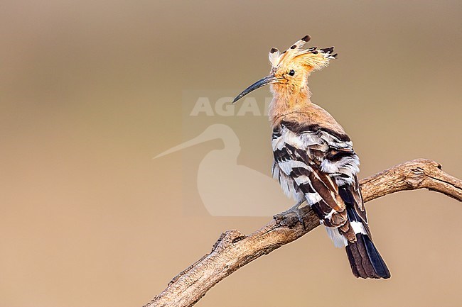 (Eurasian) Hoopoe on an arch shaped branch stock-image by Agami/Onno Wildschut,