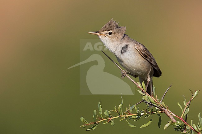 Upchers Warbler - Dornspötter - Hippolais languida, Kyrgyzstan stock-image by Agami/Ralph Martin,