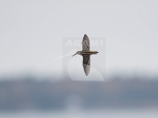 Jack Snipe (Lymnocryptes minimus) in flight, photo above. Finland stock-image by Agami/Markku Rantala,