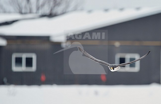 Peregrine (Falco peregrinus, most propbably subspecies anatum) Canada January 2017 stock-image by Agami/Markus Varesvuo,