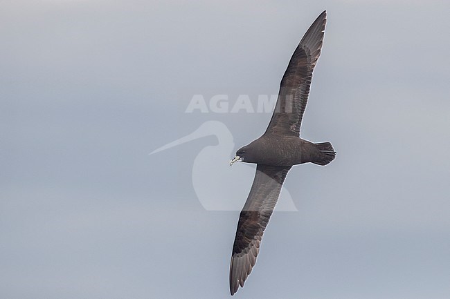 White-chinned Petrel (Procellaria aequinoctialis), individual in flight seen from below, Western Cape, South Afica stock-image by Agami/Saverio Gatto,