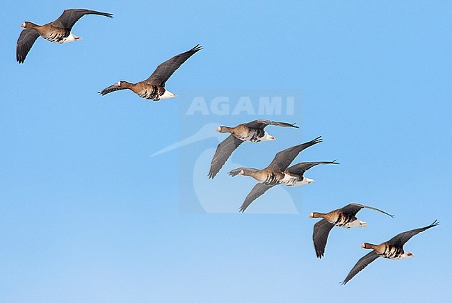 Line of Greater White-fronted Geese (Anser albifrons albifrons) in flight in the Netherlands. stock-image by Agami/Marc Guyt,