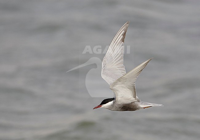 Volwassen Witwangstern in vlucht, Adult Whiskered Tern in flight stock-image by Agami/Markus Varesvuo,