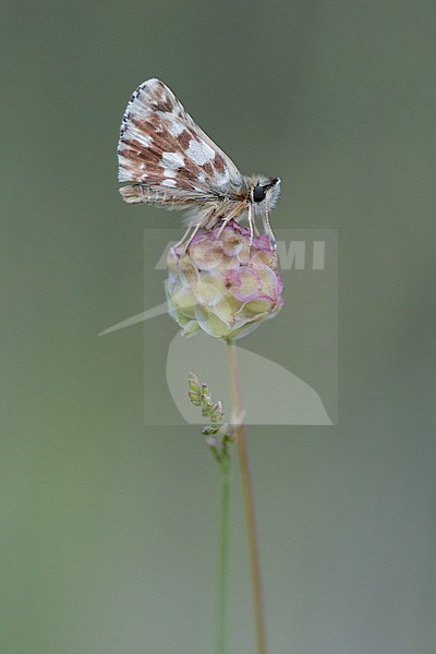 Red-underwing Skipper (Spialia sertorius) in rest on small plant in Mercantour in France, sitting against green colored background. stock-image by Agami/Iolente Navarro,