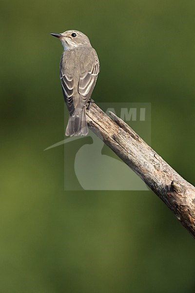 Grauwe Vliegenvanger op tak; Spotted Flycatcher on branch stock-image by Agami/Chris van Rijswijk,