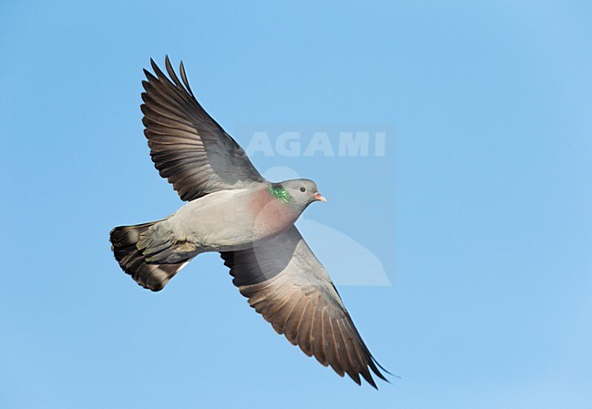 Vliegende trekkende Holenduif;Flying migrating Stock Dove stock-image by Agami/Ran Schols,