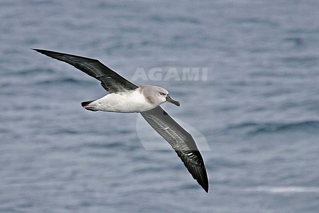 Immature Grey-headed Albatross (Thalassarche chrysostoma) in flight stock-image by Agami/Pete Morris,