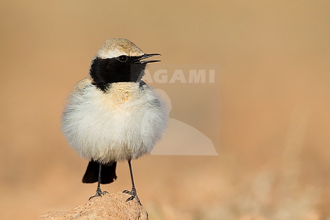 Desert Wheatear - Wüstensteinschmätzer - Oenanthe deserti ssp. homochroa, Morocco, adult male stock-image by Agami/Ralph Martin,