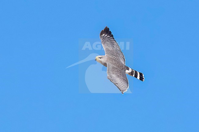 Adult 
Pima Co., AZ
April 2024 stock-image by Agami/Brian E Small,