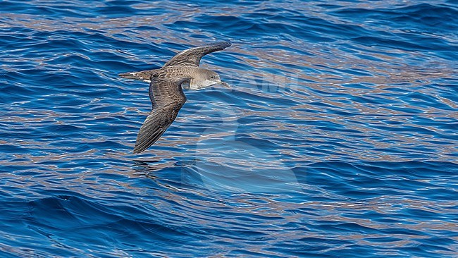 Cape Verde Shearwater (Calonectris edwardsii) flying off Sao Nicolau, Cape Verde. stock-image by Agami/Vincent Legrand,