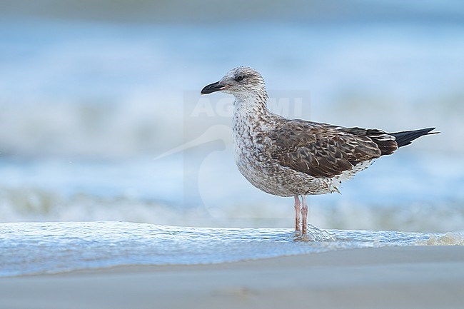 1st year
Galveston Co., TX
April 2023 stock-image by Agami/Brian E Small,