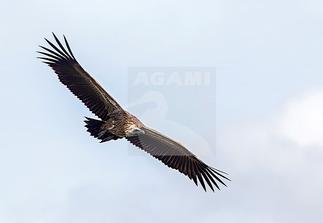 Witruggier, African White-backed Vulture, Gyps africanus stock-image by Agami/Andy & Gill Swash ,