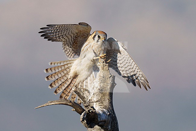 Adult female
Riverside Co., CA
January 2022 stock-image by Agami/Brian E Small,