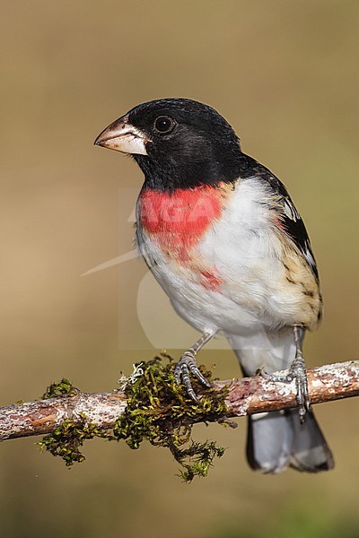 Volwassen mannetje Roodborstkardinaal, Adult male Rose-breasted Grosbeak stock-image by Agami/Brian E Small,