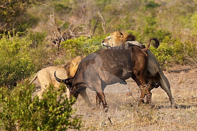 Lion (Panthera Leo) males killing African Buffalo (Syncerus caffer) at Kruger National Park in summer stock-image by Agami/Caroline Piek,