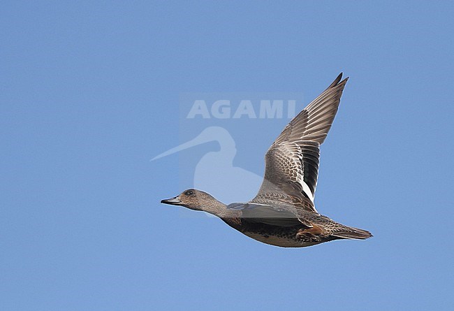 First-winter European Wigeon (Anas penelope) in flight at Falsterbo, Sweden. stock-image by Agami/Helge Sorensen,