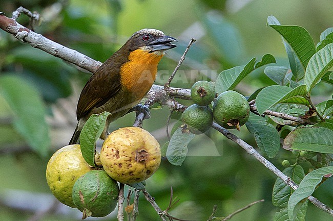 A female Scarlet-crowned Barbet at Puerto Nariño, Amazonas, Colombia, eating guayaba. stock-image by Agami/Tom Friedel,