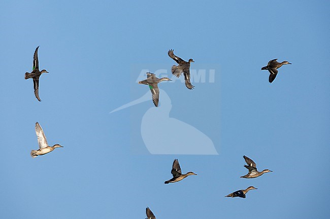 Eurasian Teal (Anas crecca), a flock in flight, Campania, Italy stock-image by Agami/Saverio Gatto,