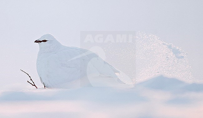 Ptarmigan (Lagopus mutus) wintering in arctic conditions in arctic Finland. stock-image by Agami/Markus Varesvuo,