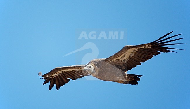 Vale Gier in de vlucht; Griffon Vulture in flight stock-image by Agami/Markus Varesvuo,