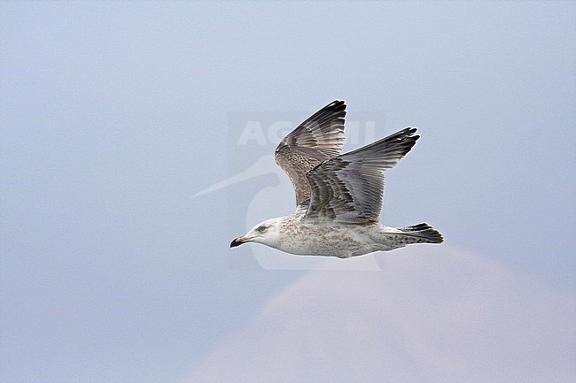 Immature Slaty-backed Gull (Larus schistisagus) wintering in Japan. stock-image by Agami/Pete Morris,