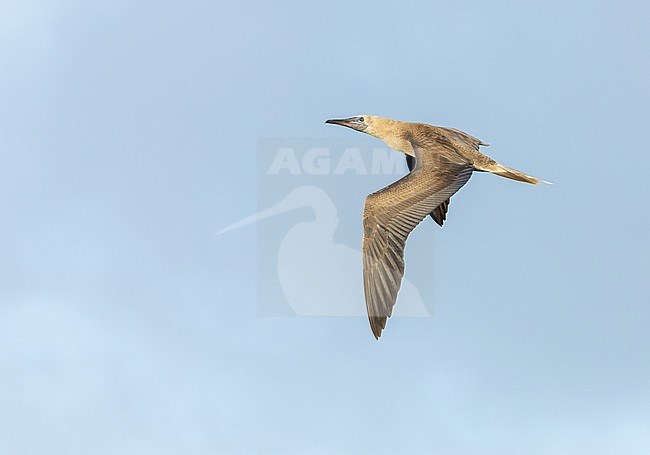 Immature Red-footed booby (Sula sula rubripes) at sea in the Pacific Ocean, around the Solomon Islands. stock-image by Agami/Marc Guyt,