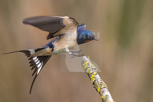 Boerenzwaluw in vlucht, Barn Swallow in flight stock-image by Agami/Daniele Occhiato,