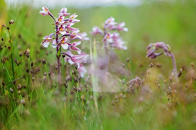 Moeraswespenorchis, Marsh Helleborine stock-image by Agami/Wil Leurs,