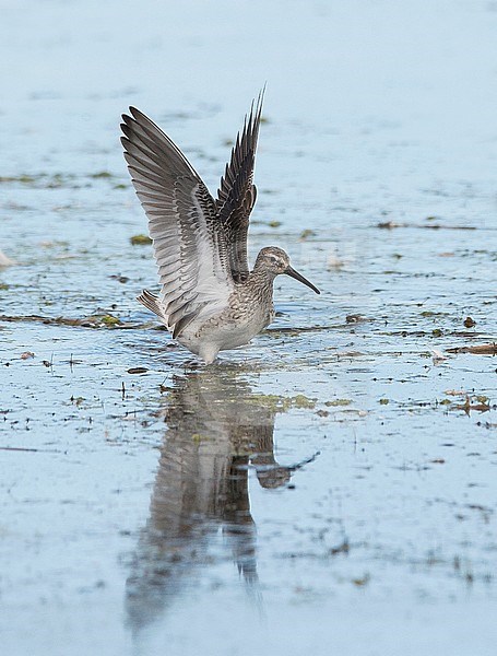 First-winter Stilt Sandpiper (Calidris himantopus) standing in shallow water with raised wings. USA stock-image by Agami/Markku Rantala,